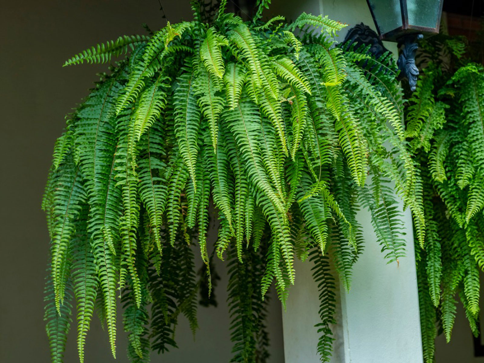 hanging fern in pot saved to drive